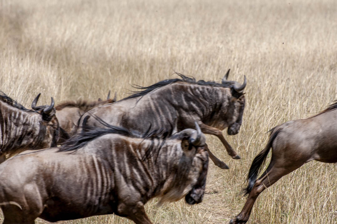 Maasai Mara — Field encounter